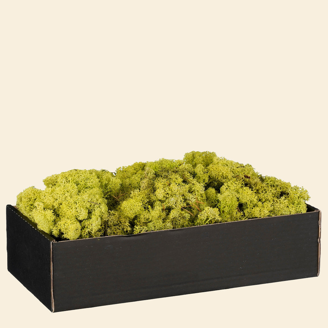 Musgo verde 500GR
